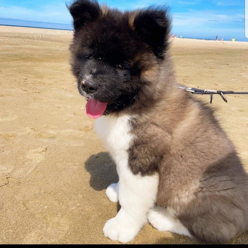 Americk� akita �t��ata 