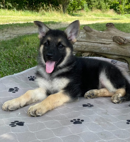 �t��ata n�meck�ho ov��ka na prodej