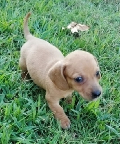 n�dhern� �t��ata jezev��k� na prodej