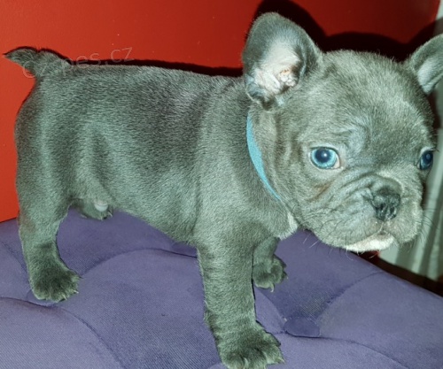 ZDRAV� a O�KOVAN� �t���tka modr�ho buldo�ka na prodej.