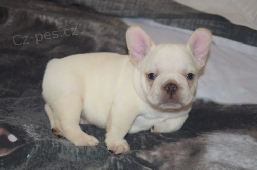 rozko�n� b�ov� �t��ata francouzsk�ho buldo�ka na prodej.