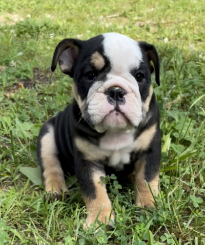 Velkolep� �t��ata anglick�ho buldoka na prodej.