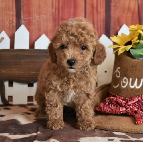 pudl� �t��ata