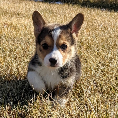kr�sn� a rozko�n� Pembroke Welsh Corgi �t��ata �t��ata na prodej.