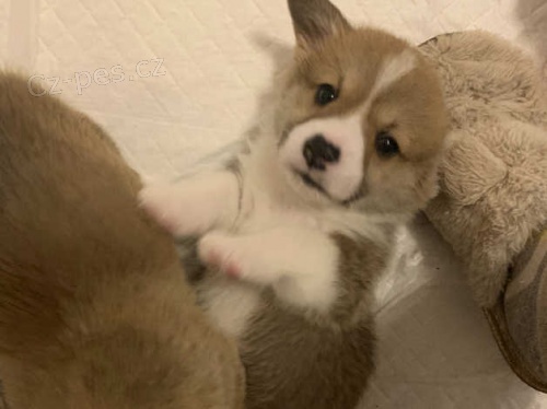 Kr�sn� KC registrovan� �t��ata Pembroke