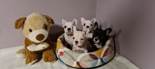 Francouzsk� buldo�ek �t��ata