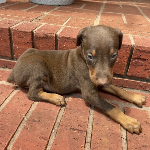 kr�sn� a rozko�n� doberman samci a samice �t��ata na prodej.