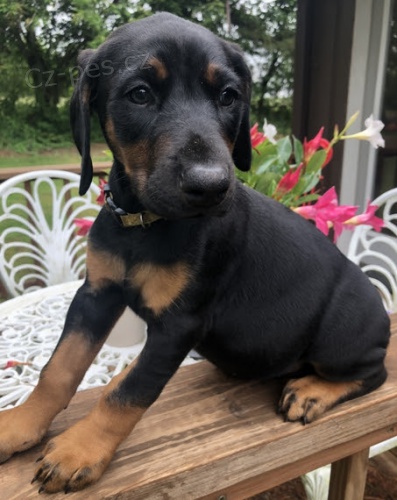 Dobrman �t��ata