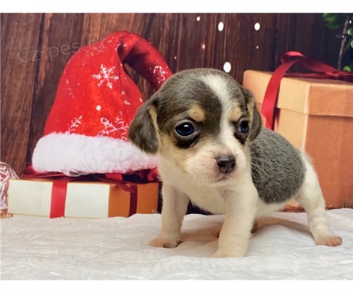 Kr�sn� �t���tka Beagle, p�ipraven� hned