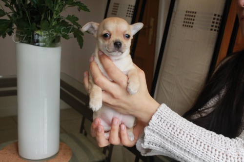 �t��ata mini �ivavy a pejsci na prodej.