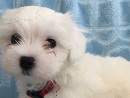 Kr�sn� �t���tka p�ipraven� od �tvrtka j�t do nov�ho domova