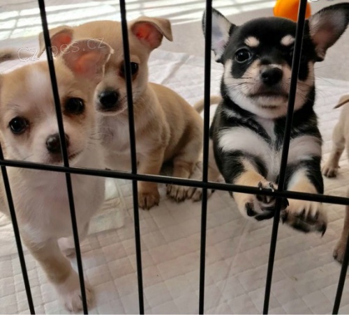 na prodej o�kovan� a od�erven� �t��ata �ivavy.    