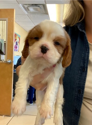 Kaval�r King Charles �pan�l �t��ata