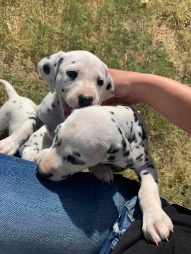 DALMATIAN / DALMATIAN