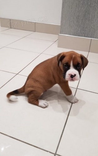 �t��ata boxera na prodej