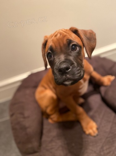 na prodej o�kovan� a od�erven� �t��ata boxer�