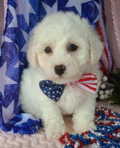 �t��ata Bichon frize jsou nyn� k dispozici a jsou p�ipravena k prodeji. Moje �t��ata jsou o�kovan�, od�erven� a miluj� hran� s d�tmi a jin�mi zv��aty. Jsou tak rozko�n� a p��tel�t�. No�n�k a dom�c� cvi�ili.