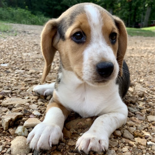 K dispozici jsou kr�sn� a mil� �t���tka b�gl� a p�ipravena k prodeji.