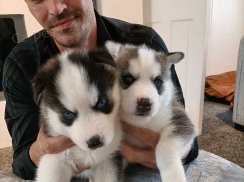 Husky �t��ata 1 chlapec 1 d�vka