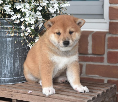 Jemn� Shiba Inu