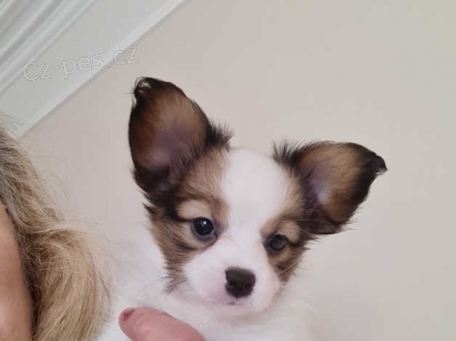 Ohromuj�c� �t��ata Papillona