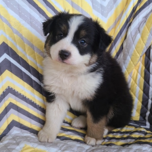 Australsk� ov��k