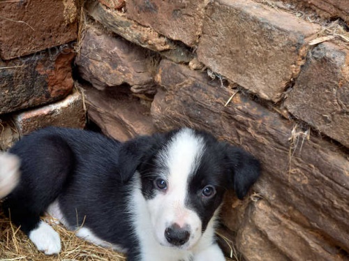 BORDER KOLIE �T��ATA