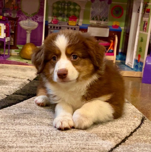 Australsk� ov��k kr�sn� a kr�sn� �t��ata