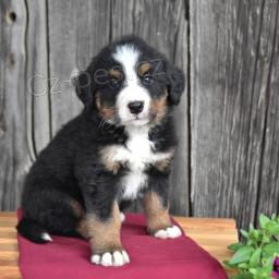 N�dhern� bernsk� sala�nick� pes