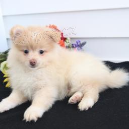 Roztomil� Pomeranian