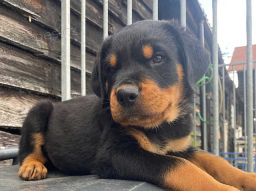 Kr�sn�, robustn� �t��ata rotvajler�