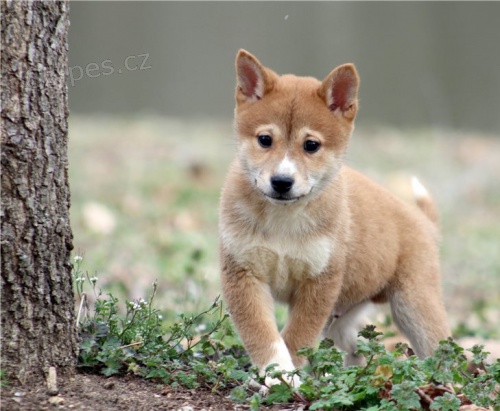 KC zaregistrovala �t��ata Shiba inu