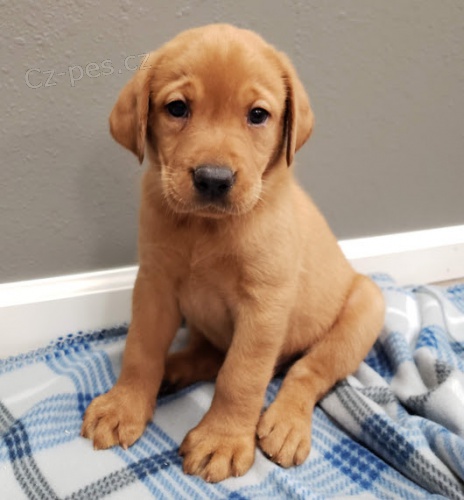 Zdrav� a kr�sn� �t���tka labradorsk�ho retr�vra na prodej.