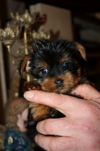 �ajov� ��lek mini yorkie �t��ata na prodej.