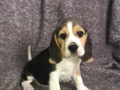 �ampion p�edv�d� kvalitn� b�gly