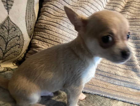 Roztomil� �t���tka �ivavy