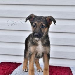 Loaj�ln� n�meck� ov��k