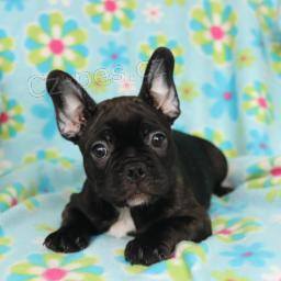 Jemn� francouzsk� buldo�ek