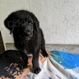 N�dhern� labradorsk� retr�vr