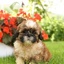 Sladk� Shih Tzu