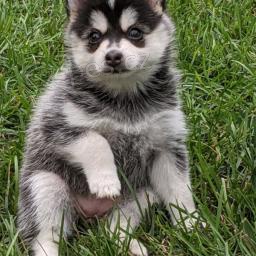 Miluj�c� sibi�sk� husky