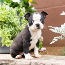 Atraktivn� Bostonsk� teri�r