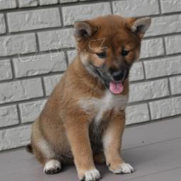 Rozko�n� Shiba Inu