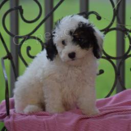 j�saj�c� pudl�ky