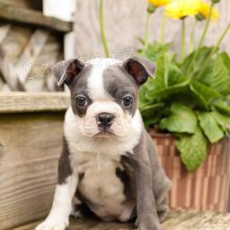 Sladk� bostonsk� teri�r