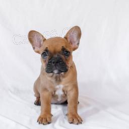 Ply�ov� francouzsk� buldok