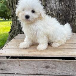 Sladk� malt�tina