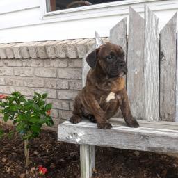 J�sav� anglick� buldok