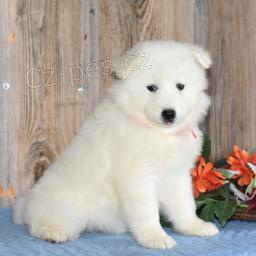 Sladk� Samoyed