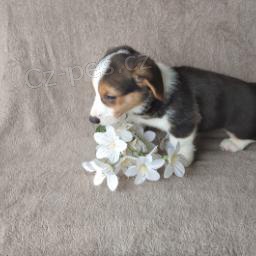 p��jemn� Welsh Corgi (Pembroke)